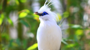 Beautiful-white-bird-photo